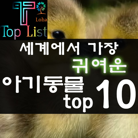 세계에서 가장 귀여운 아기동물 순위 Top 10