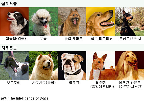 PuppyHappy :: 내 반려견 IQ는? 머리좋은 강아지 순위 , 강아지 지능에 따른 강아지 교육