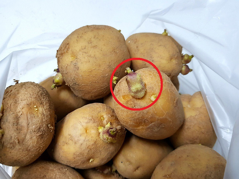 독있는 싹난 감자 완벽히 손질하는 방법