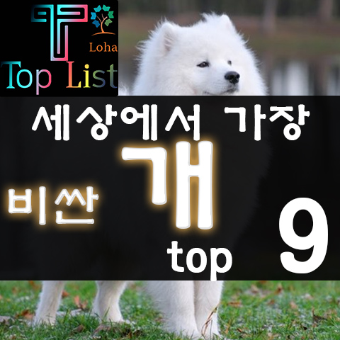 세상에서 가장 비싼 개 품종 순위 top 10