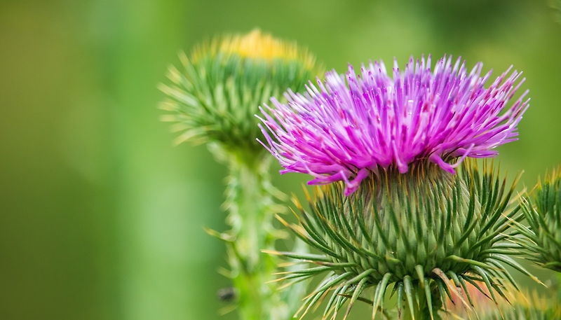 ヘビとクモの毒の4つの潜在的な薬用用途