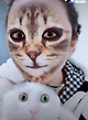 출처: https://www.thedodo.com/videos/close-to-home/cats-realize-their-owner-is-now-a-cat?jwsource=cl