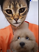 출처: https://www.thedodo.com/videos/close-to-home/cats-realize-their-owner-is-now-a-cat?jwsource=cl