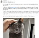 image.png 고양이 탐정과 이돈호 변호사 상담내용