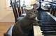 출처: 유투브 - Nora the piano cat