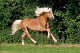출처: Horse Breeds Information & Pictures