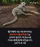 출처: http://www.guinnessworldrecords.com/ world-records/longest-tail-on-a-dog
