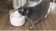 출처: 세계 첫 고양이 정수기 두잇 워터팟