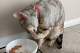 출처: Gabbi Bengal Cat Eating With Her Paws