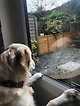 출처: Golden Retriever Falls In Love With Dog Next Door And It's Basically A Fairy Tale