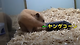 출처: https://wamiz.com/rongeurs/actu/le-hamster-qui-fait-des-reserves-video-du-jour-3872.html