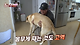 image.png 반려견 돼지 만들어 놓고 비만 아니라고 우기는 여자.jpg