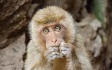 [팩트+] 원숭이두창은 동성애 남성만 감염? 진실과 거짓