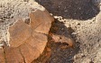 [핵잼 사이언스] 화산 폭발로 사라진 폼페이서 2000년 된 '거북 유골' 발견