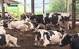 [ET] "폭염에 젖소 살려"..'밀크플레이션' 조짐 속 드러난 우유의 명과 암