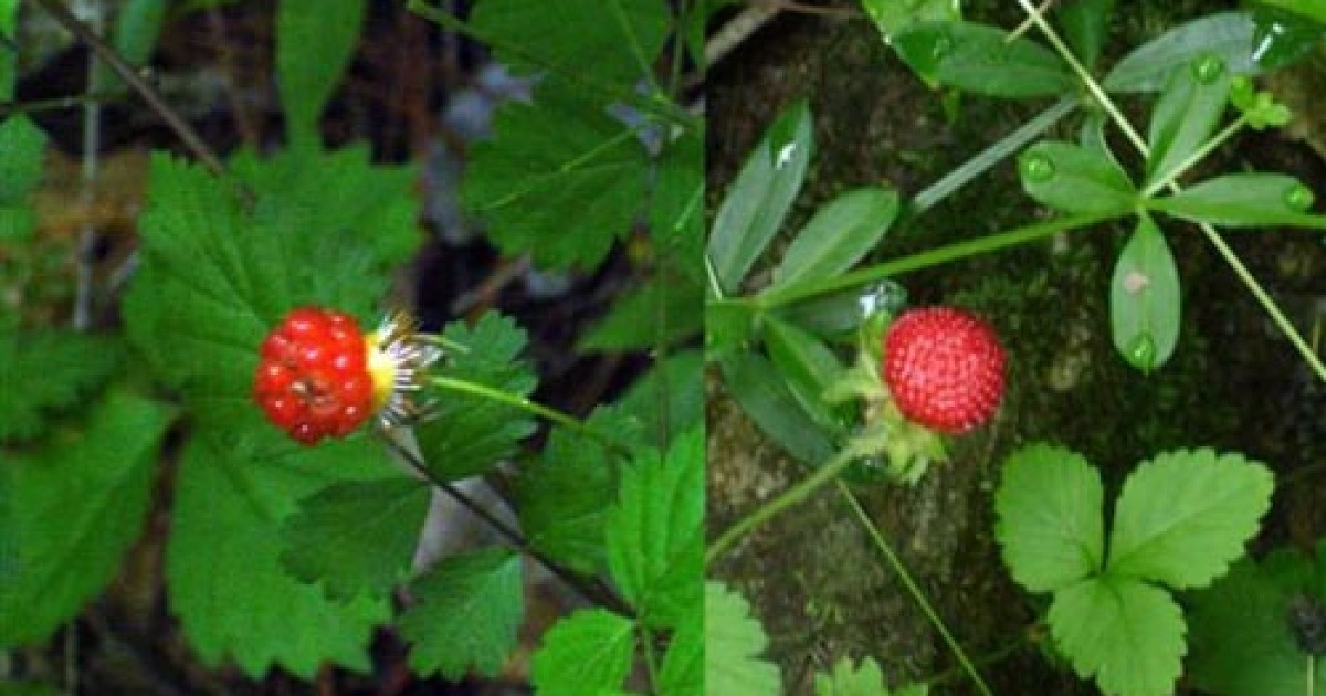 [blog+] 산딸기와 뱀딸기 뭐가 다른가?