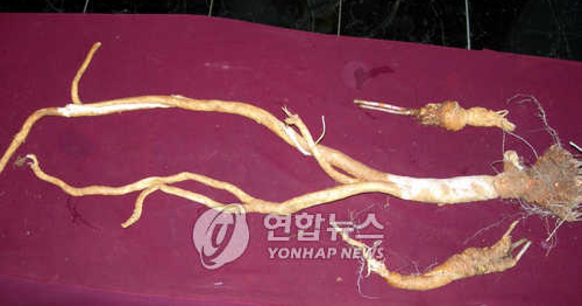 김천서 1m짜리 사삼(沙蔘) 발견