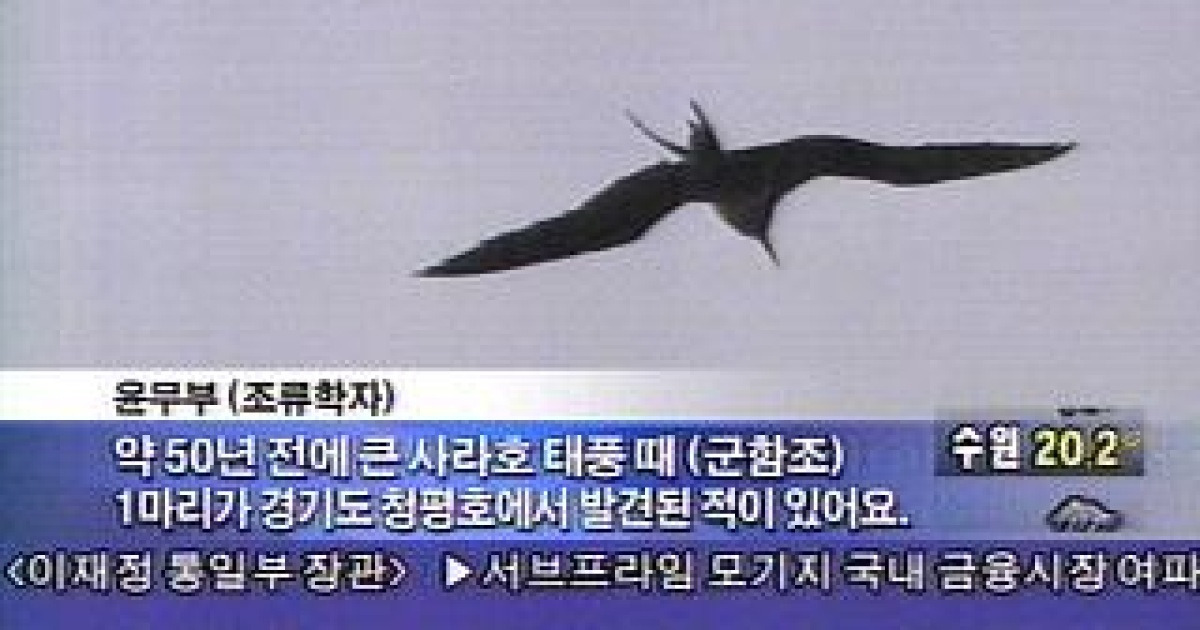세상에서 가장 빠른 새, 군함조