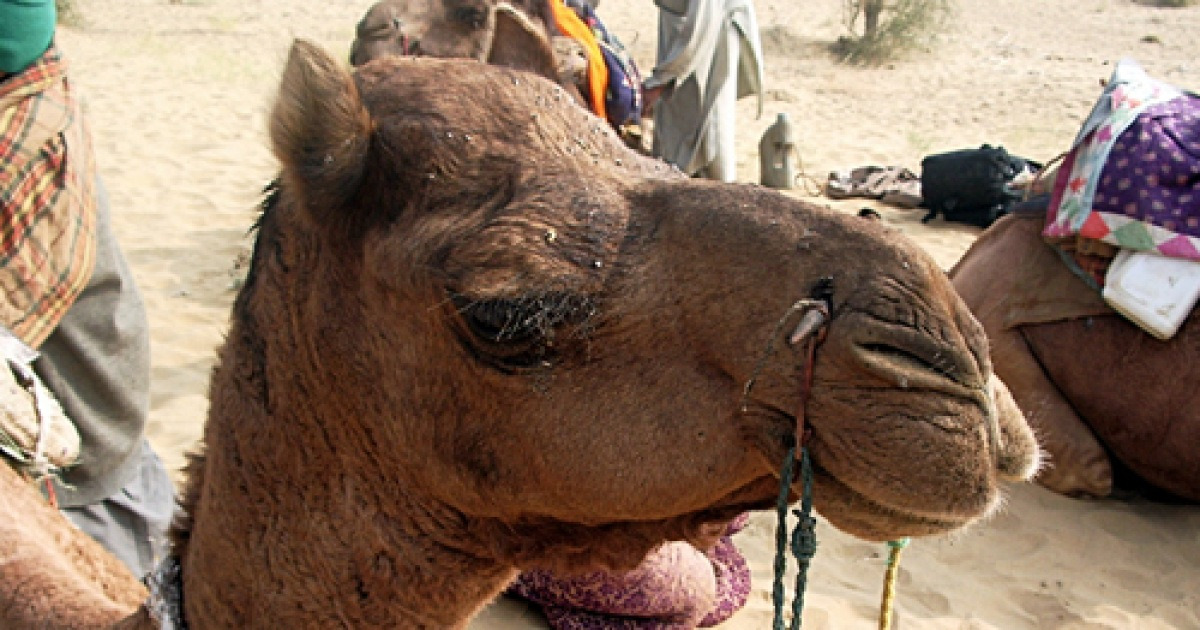 [blog+] 낙타 속눈썹 용도를 아십니까?