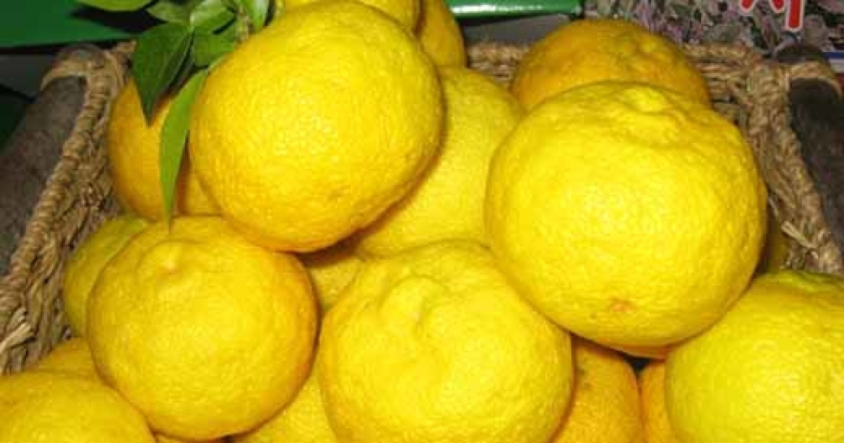 [blog+] 겨울철 맛있는 감기약, 유자