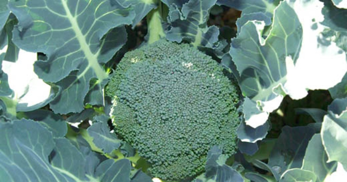 [blog+] 최고의 항암 식품 '브로콜리' 드세요