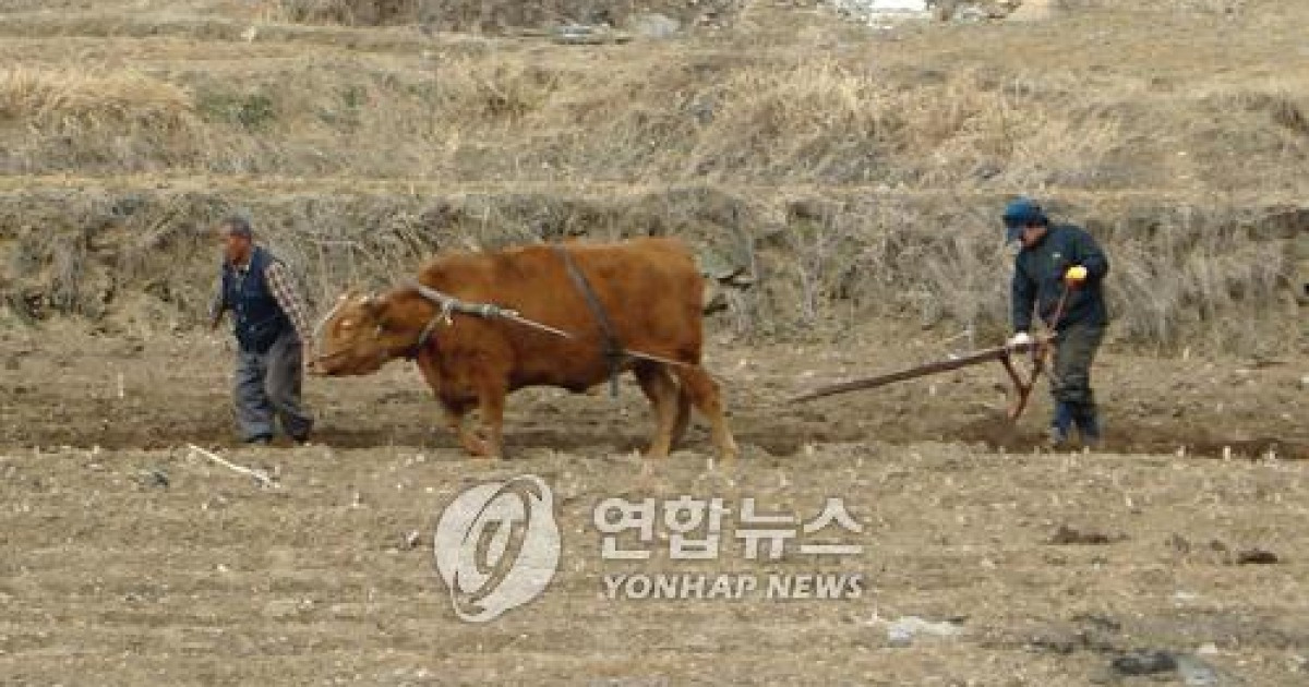 풍년 바라는 힘찬 쟁기질