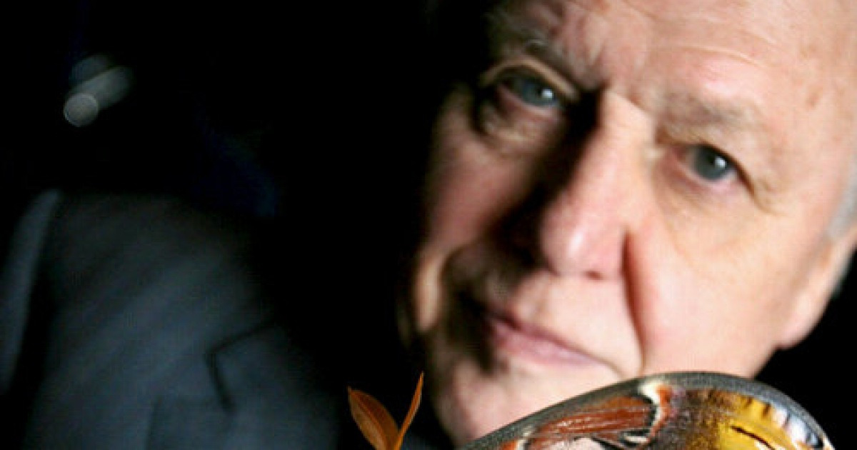 britain-attenborough-butterfly-world