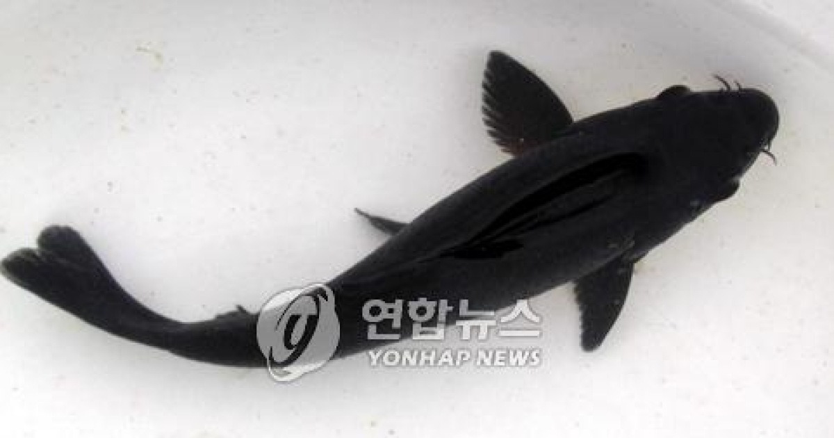 특허받은 '검은색 비단잉어'