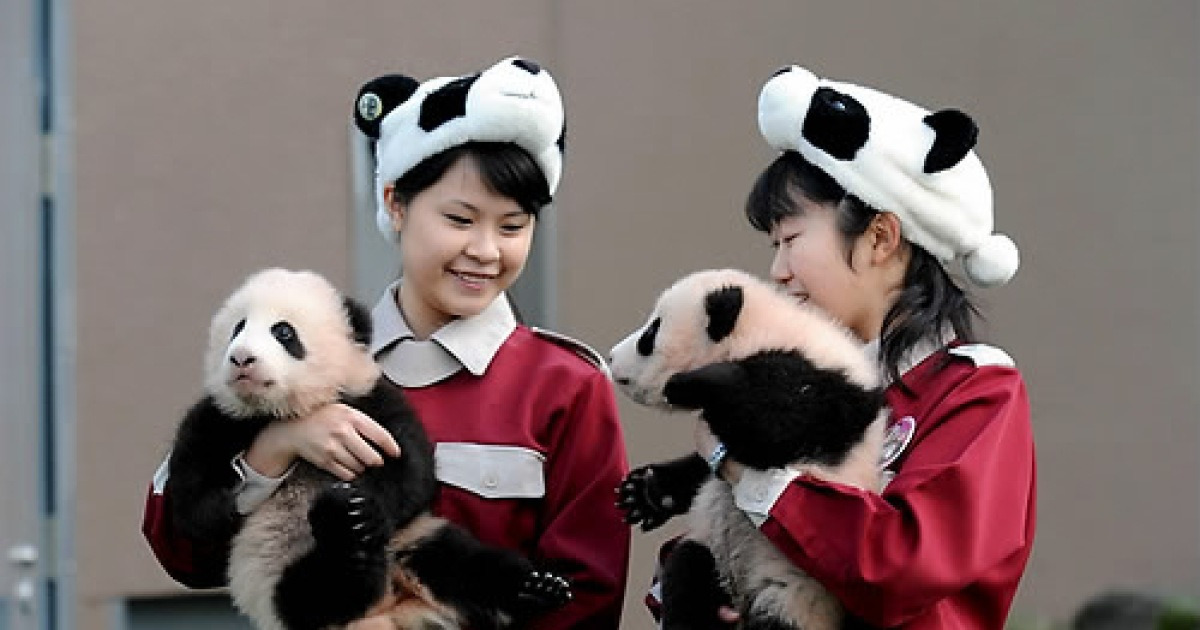 JAPAN PANDA BEARS