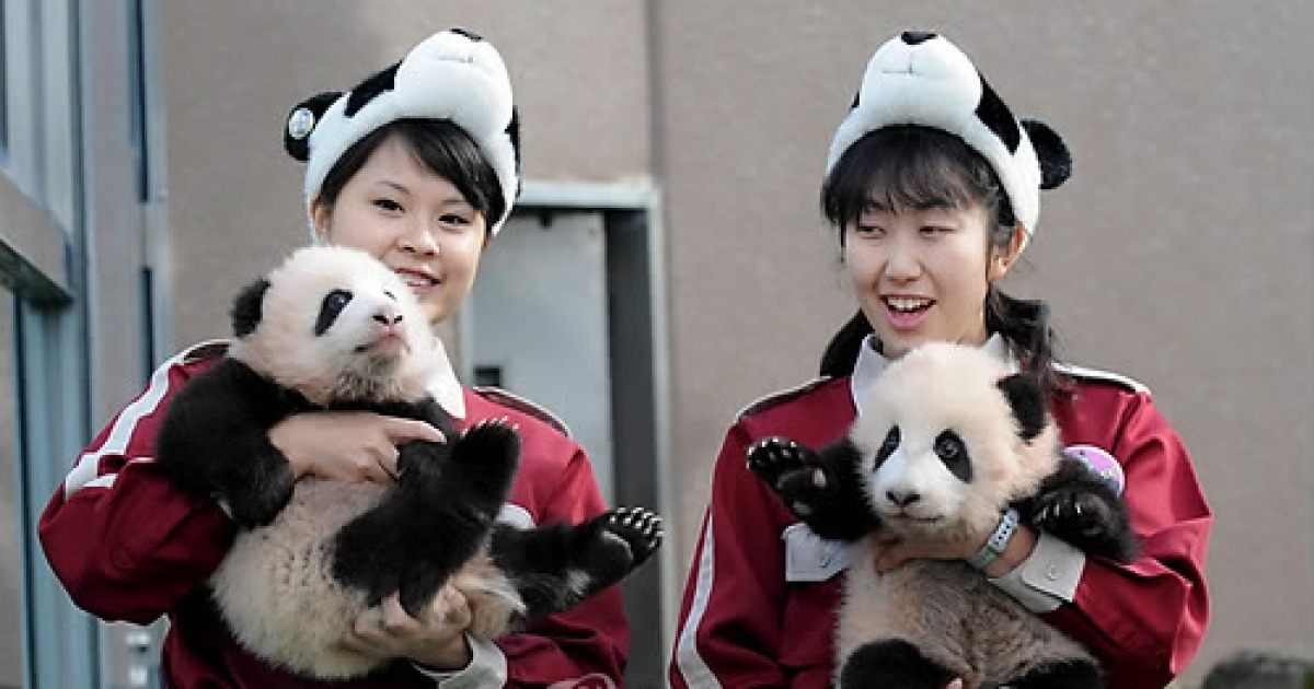 JAPAN PANDA BEARS