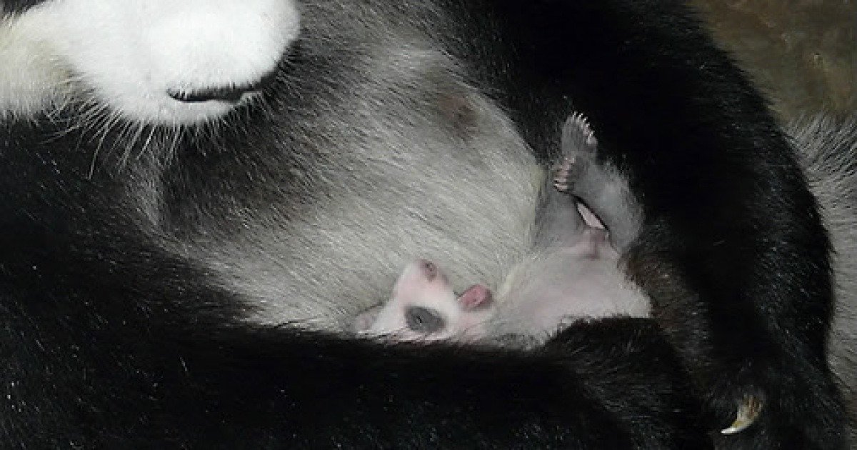 THAILAND NEW BORN PANDA CUB
