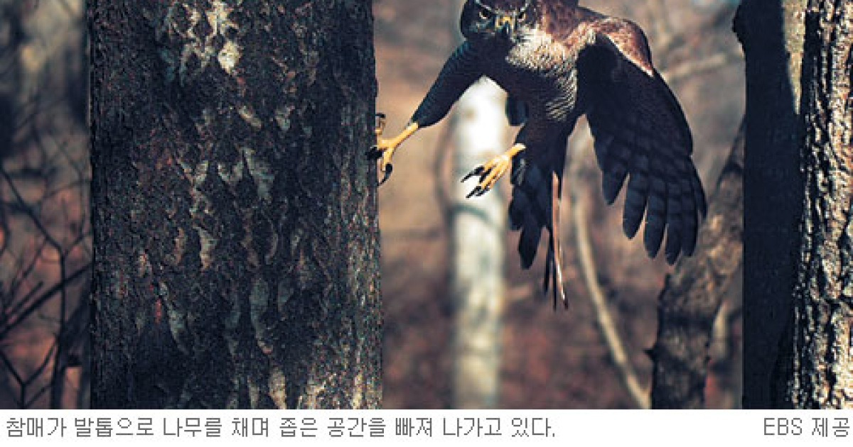 EBS 창사 9주년 특별기획 '바람의 혼 참매'.. 1년 6개월 밀착 취재