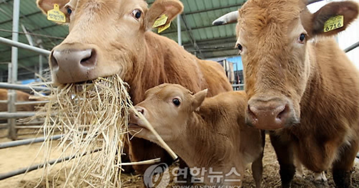 여물 먹는 태안 마늘한우
