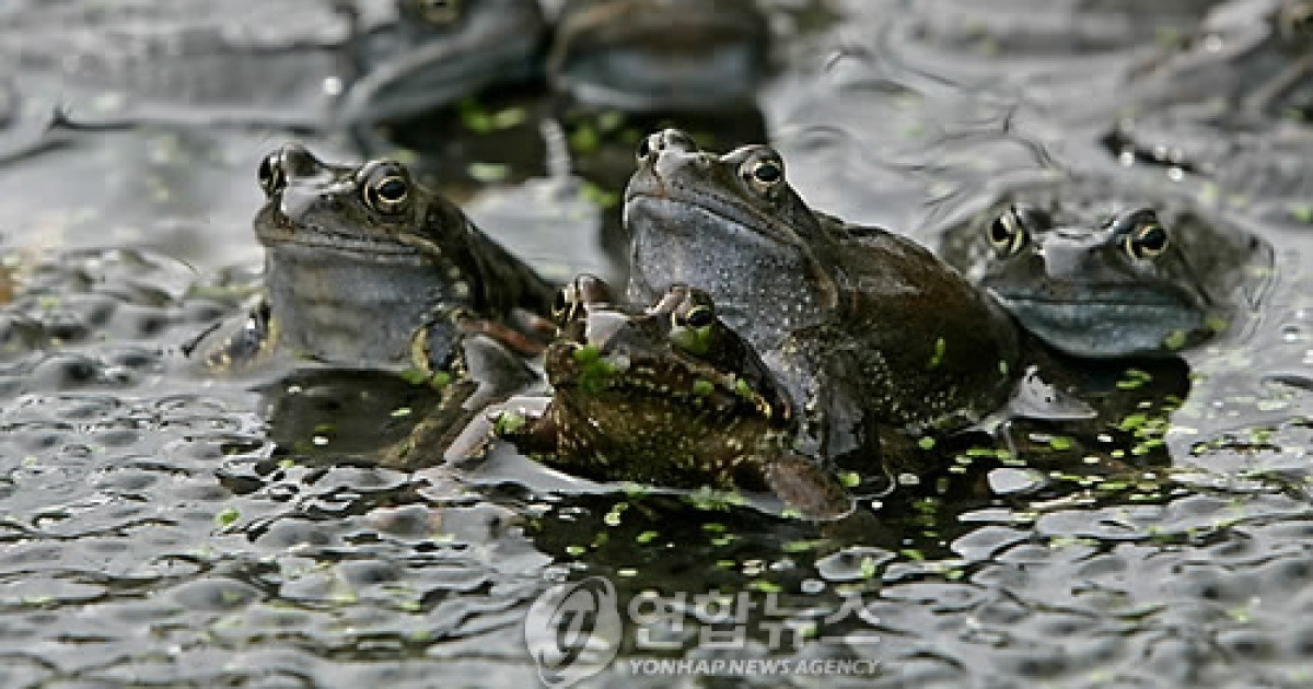 GERMANY FROGS