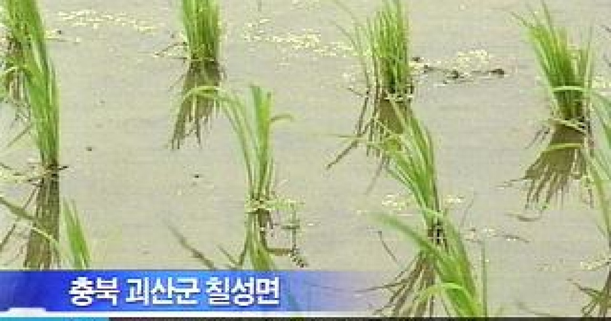 식용으로 재배되는 '잡초'의 변신