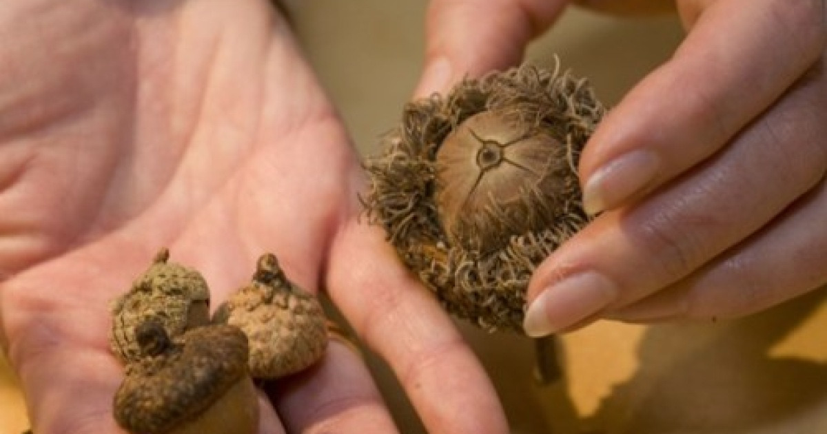 Judge hands out condoms in acorns