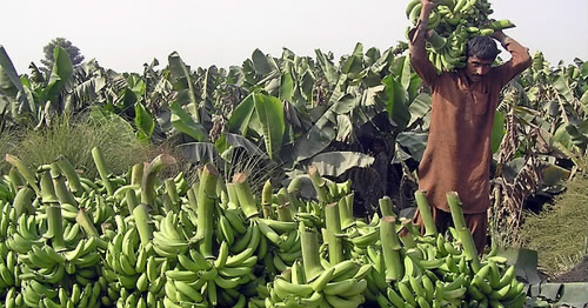 PAKISTAN BANANA HARVESTING