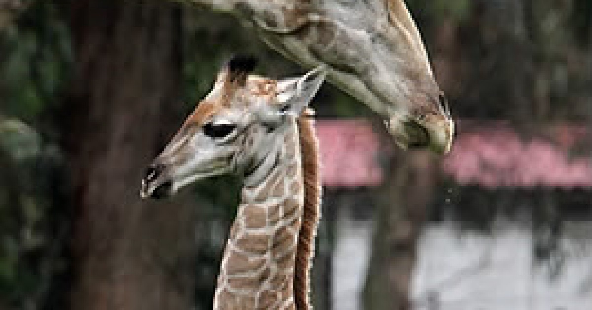 south-africa-johannesburg-zoo-baby-giraffe