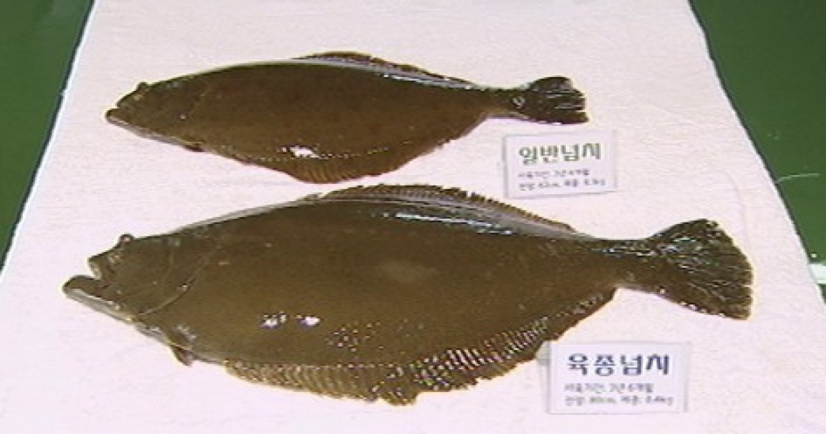 크기·무게 두배이상..빨리 자라는 슈퍼 넙치
