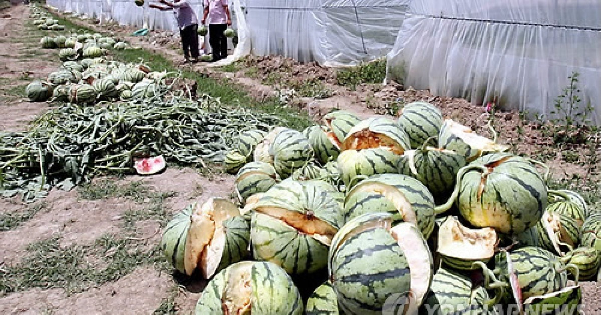 CHINA CHEMICAL BUSTED WATERMELONS