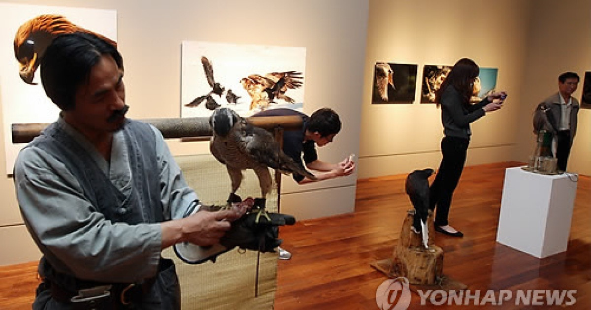 맹금류 사진전에 나타난 참매