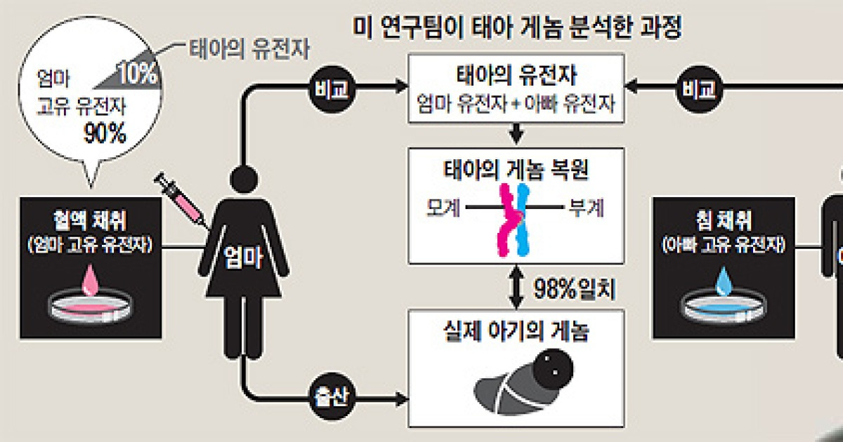 엄마 혈액만으로 태아 게놈유전정보 해독 2905