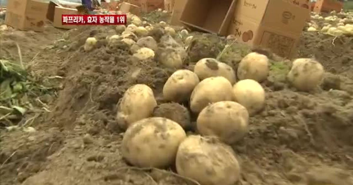 [경기] 파프리카, 고소득 농작물 1위