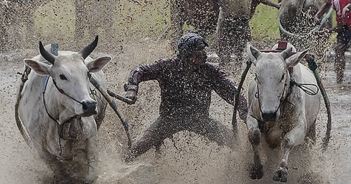 INDONESIA CULTURE COW RACE