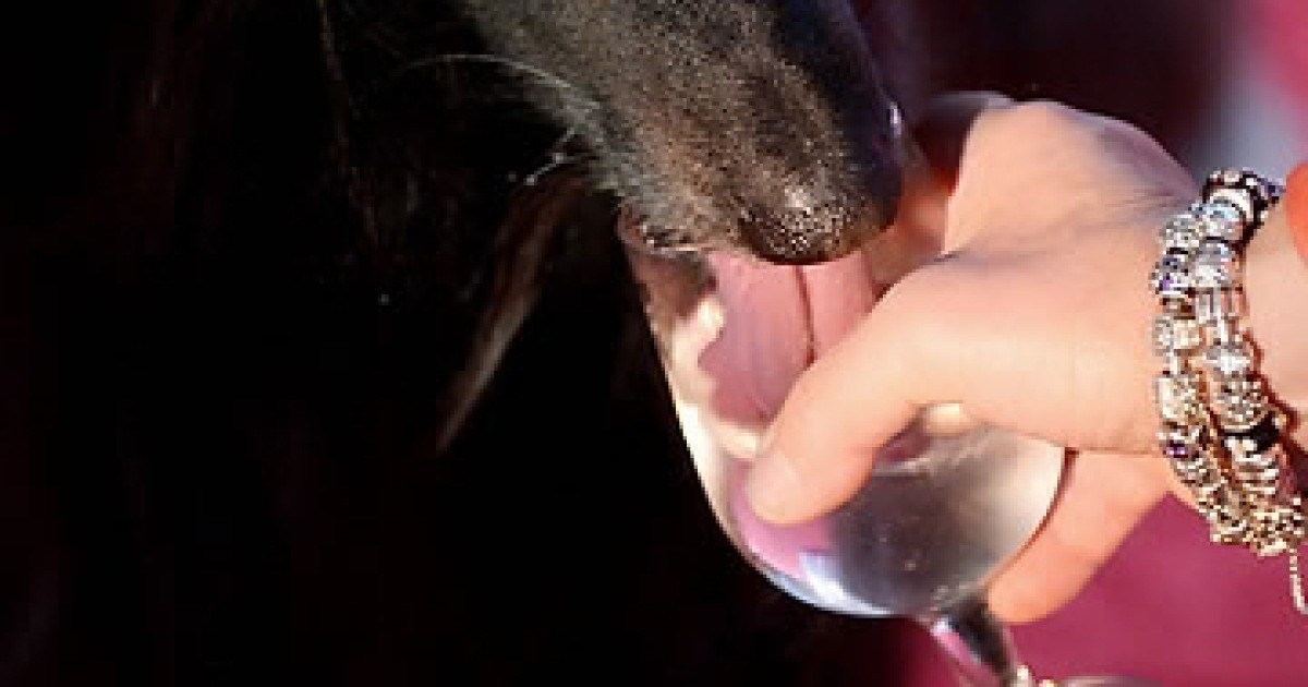 usa-new-york-dog-show-preview