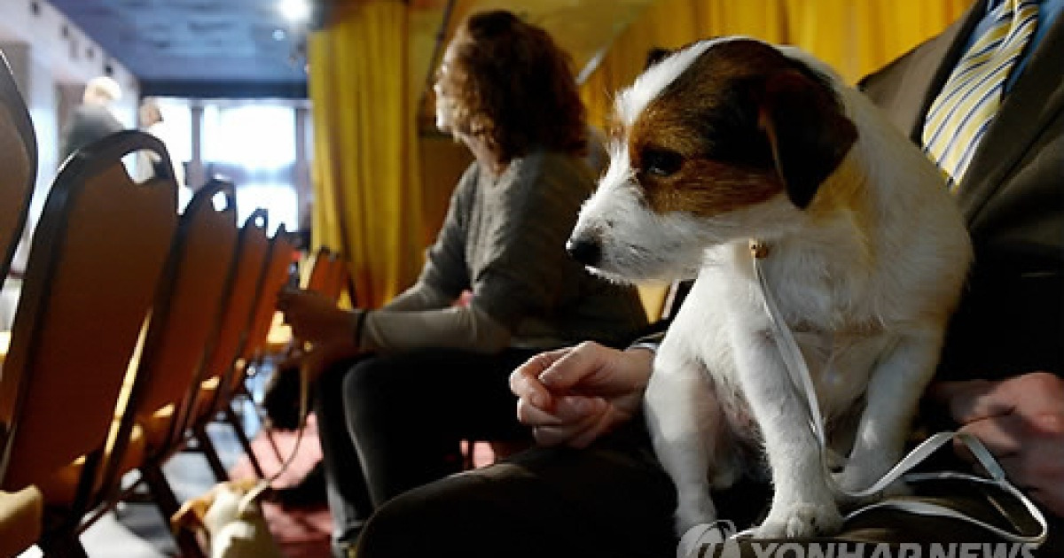 USA NEW YORK DOG SHOW PREVIEW