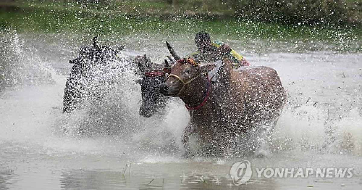 INDIA BULL RACE