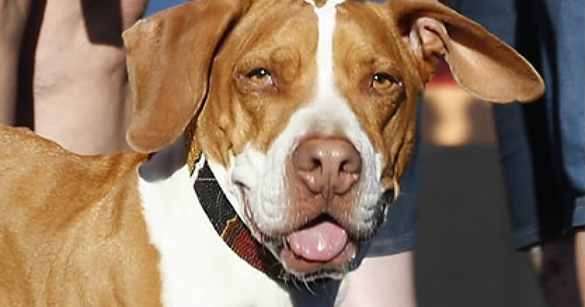 usa-world-s-ugliest-dog-contest