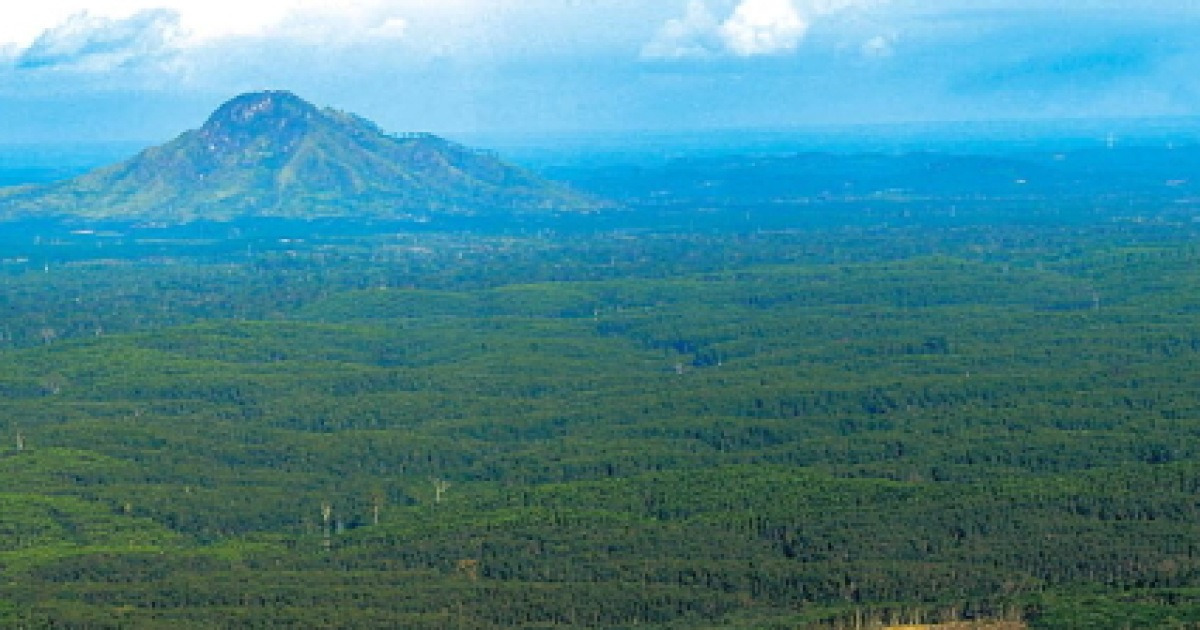 companies-turn-eyes-to-overseas-plantations