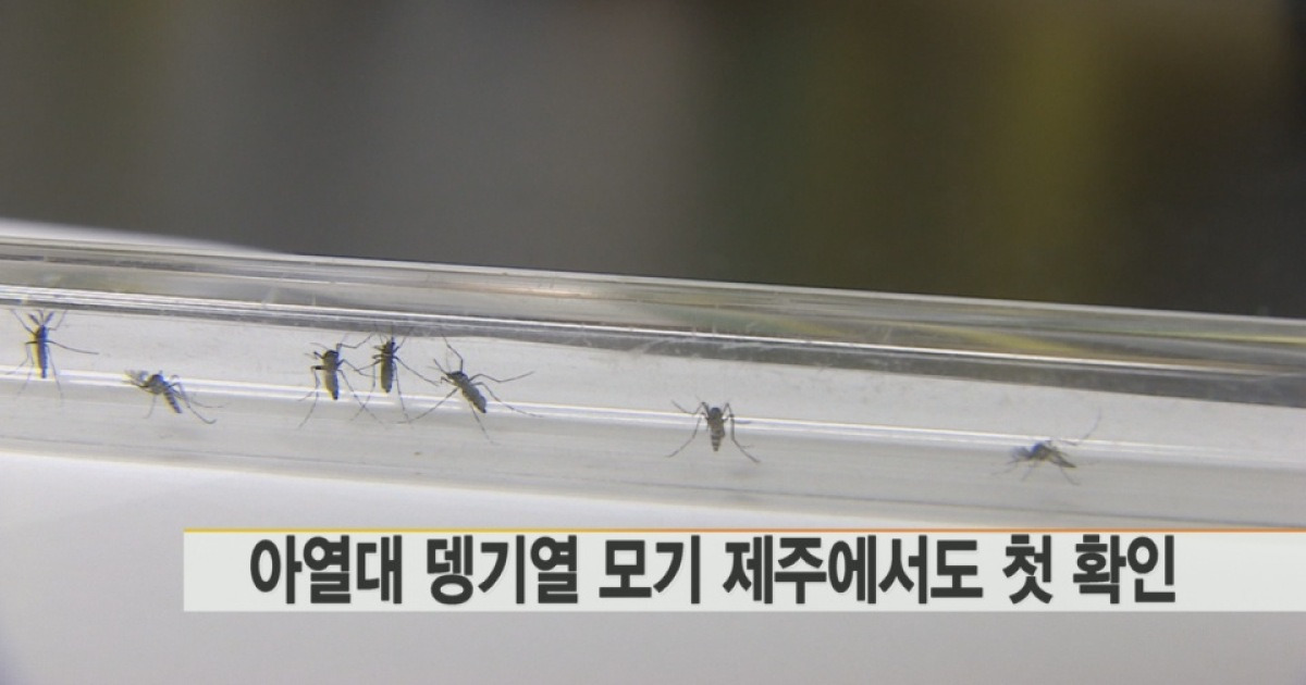아열대 뎅기열 모기 제주에서도 첫 확인